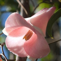 مقطوعة من قصيدة بانت سعاد ...كعب بن زهير