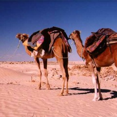 وطن النجوم فيروز