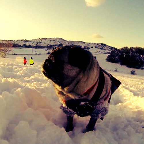 Magna ( ft. Grey Killer )PugLife Video GoPro