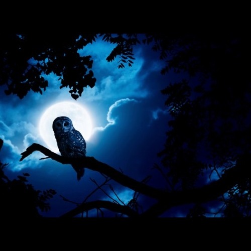 Nocturnal - Jesse Dillon