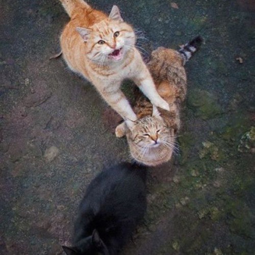 Кошечка сказала зашибись