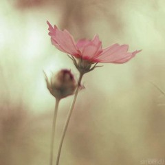 قرآن