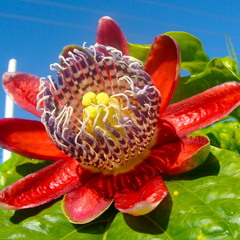 Enko - Maracuya (RRR029)