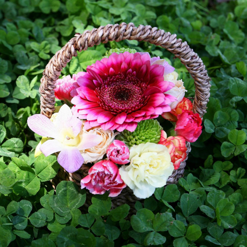 セシル コルベル Cecile Corbel Arrietty S Song Piano Solo Ver By Tomoko Asaka