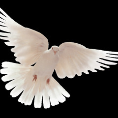 ترنيمة من غيرك بتراب الارض