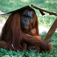 The Gillister - Shade [prod. By Don Kevo]