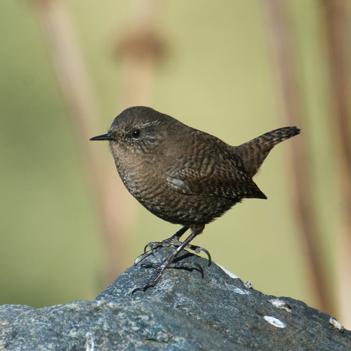 Wren (Troglodytes troglodytes- Eurasian)