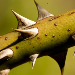 Deejay Savage Ft. Ray Lucero - Thorns