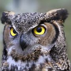 Ol' Owl (instrumental)