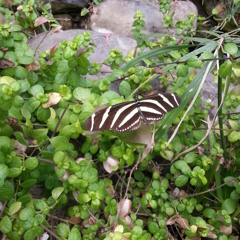 Regnskogs avslappningslåt lagad 2008 av Sanna Lundborg