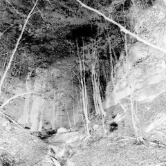 Short story of the haunted forest