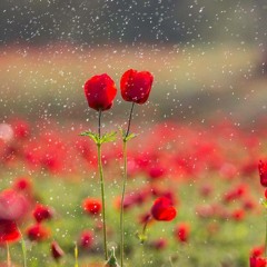 শুধু এই জিজ্ঞাসা / থাকে এক জিজ্ঞাসা...