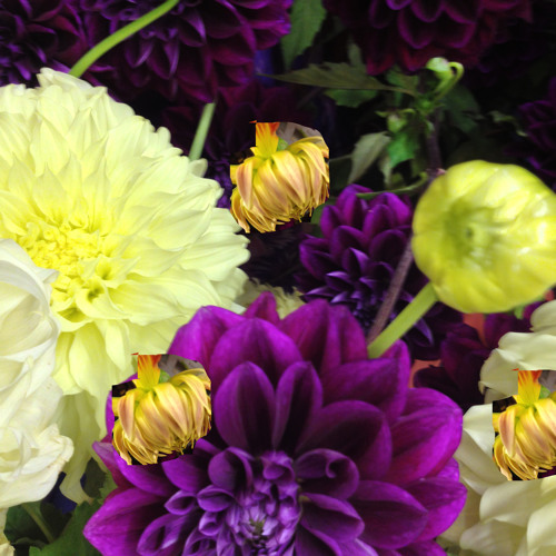 The Gulls by Mr. Andrew's Garden Free Listening on SoundCloud