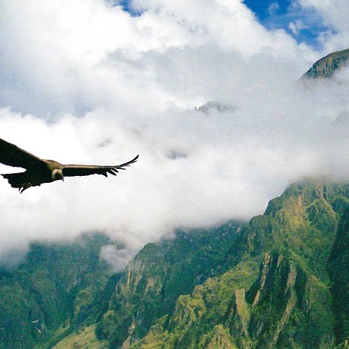 Полет кондора. Поле мориа полет кондора. Полет кондора видео. Поле мориа полет кондора. Поль мориа полет кондора.