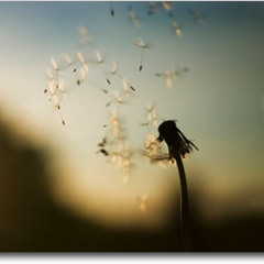 Floating Seeds