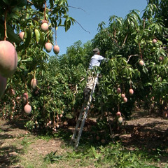 Mango Field (Clip)