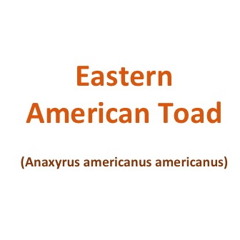 Eastern American Toad 9:20pm Apr 30 2015