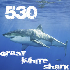 Great White Shark