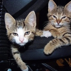 Zion I - Rush (TRAP CAT flip)