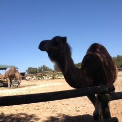 ancien live electro full version