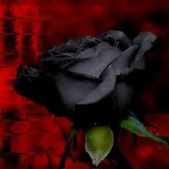 nick.jacholson - black Rose