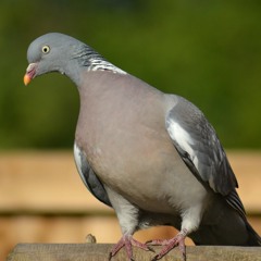 Woodpigeon song, United Kingdom, 1960s