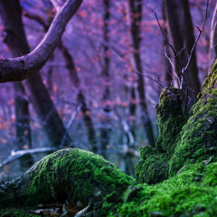 Mariochainsaw - Sphagnum P.I.