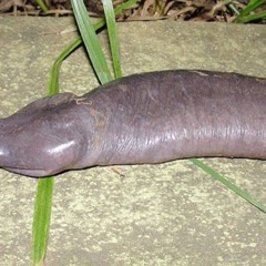 Big Garry's Trap mix 2  at Your moms butt cleavage