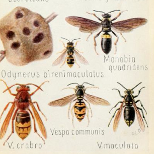 The Sound Of Insects