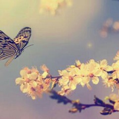 محمــــد الأمين - أســــــــــمر