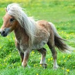 Pony (featuring Meah Pace)