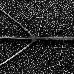 N4M3 - Birds (Original Mix)