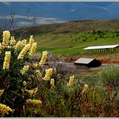 FIELDNOTES: Noise pollution in an isolated sagebrush steppe at 700m., w/ Meadowlark Duo...