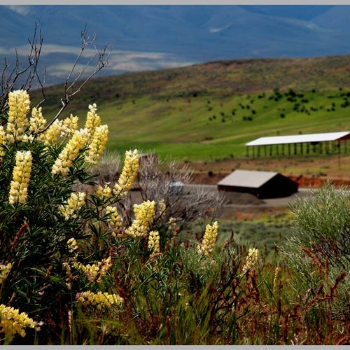 FIELDNOTES: Noise pollution in an isolated sagebrush steppe at 700m., w/ Meadowlark Duo...