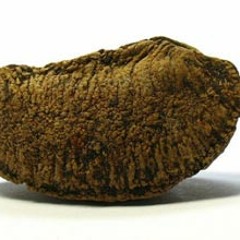 Brazil Nut