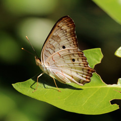 Seated And Standing Poses