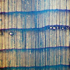 Harvest Moon (Cover)