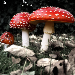 Mushroom People