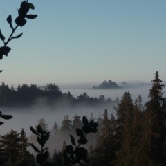 Lion's Roar First Aid Kit Cover