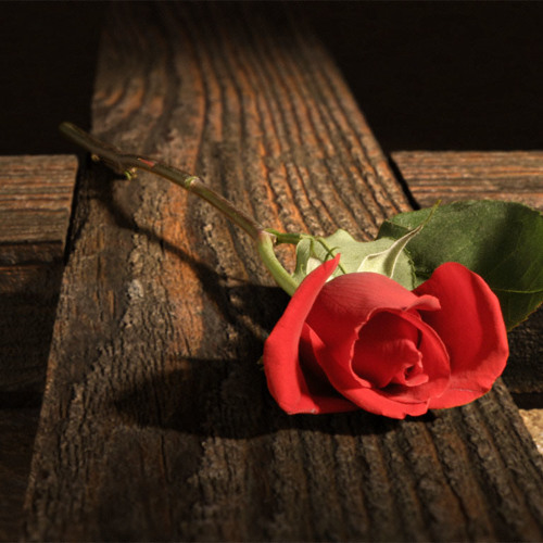 O Rosa-Cruz #O Círculo 01