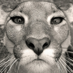 Lion Lives On