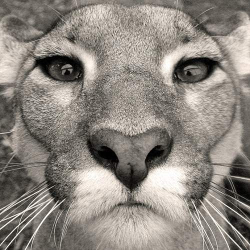 Lion Lives On