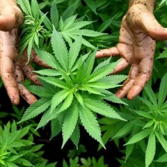 Da Weed - Alpha Roots