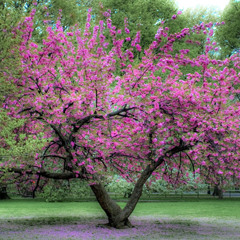 Progressive Spring Sounds (Progressive trance)