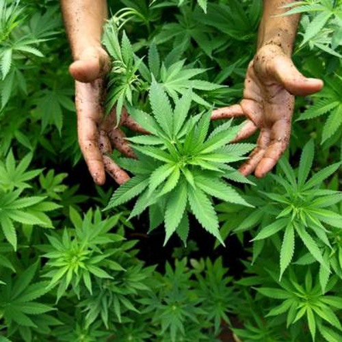 Stifler Selecta - The Fields of Green Mix