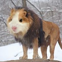 Iteration - Guinea pig