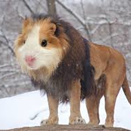 Iteration - Guinea pig