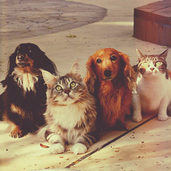 チミドロ - わんにゃんパーク （FQTQ REMIX）[FREE DL]