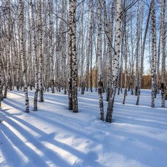 Мусоргский - Медитация