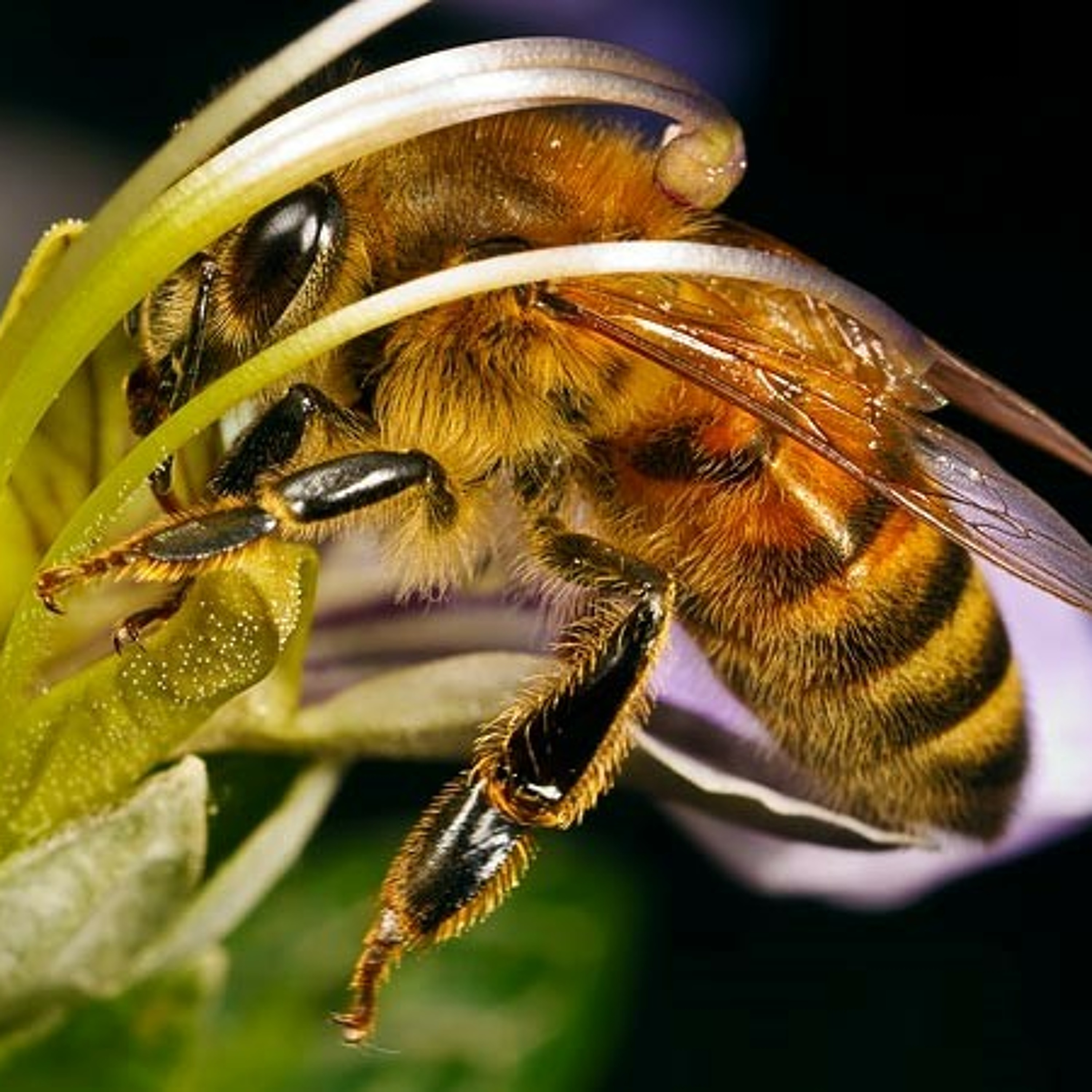 Outbreak Kills 40% of Western Cape Bees - Radio 2000 - 22 April 2015 episode artwork